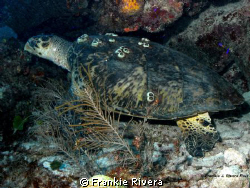 Hawksbill Sea Turtle at Mona Island by Frankie Rivera 